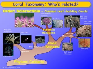 Class:
AnthozoaClass Scyphozoa
Jerry fish
Semaeostomeae
Coronatae
Phylum: Cnidaria
Subclass
Octocorallia
Soft coral
Alcyonacea
Pink coral
Tube coral
Stolonifera
Blue coral
Heriopora
Subclass:
Hexactinia
Sea anemone
Actiniaria
Zoantharia
Class
Hydrozoa
Anthomedusae
Fire coral
Milleporidae
Order: Scleractinia ~ Common reef-building Corals
Coral Taxonomy: Who’s related?
1-1. The taxonomy of coral
 