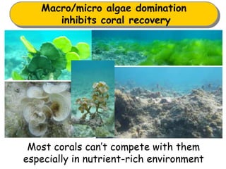 Most corals can’t compete with them
especially in nutrient-rich environment
Macro/micro algae domination
inhibits coral recovery
 