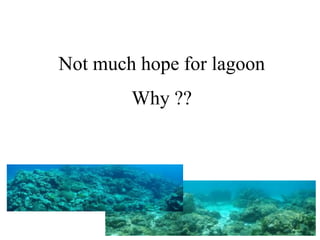 Why ??
Not much hope for lagoon
 