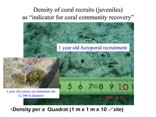 Density of coral recruits (juveniles)
as “indicator for coral community recovery”
1 year old Acroporid recruitment
・Density per a Quadrat (1 m x 1 m x 10 ／site)
1 year old colony on settlement tile
12.3㎜ in diameter
 