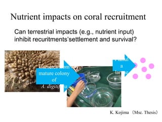 Nutrient impacts on coral recruitment
Planul
a
larvae
Gametes from
mature colony
of
A. digitifera
Can terrestrial impacts (e.g., nutrient input)
inhibit recuritments’settlement and survival?
K. Kojima （Msc. Thesis）
 