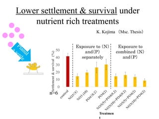 Lower settlement & survival under
nutrient rich treatments
n=6
0
10
20
30
40
50
Settlement&survival(%)
Exposure to
combined （N）
and（P）
Treatmen
t
Exposure to （N）
and（P）
separately
K. Kojima （Msc. Thesis）
 