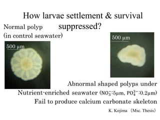 How larvae settlement & survival
suppressed?Normal polyp
(in control seawater)
500 µm
500 µm
K. Kojima （Msc. Thesis）
 