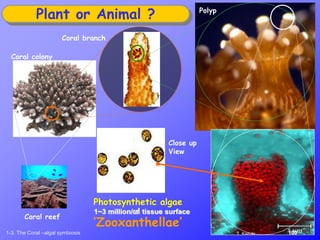 Coral colony
Coral branch
Plant or Animal ?
Coral reef
Polyp
Close up
View
T. Kamiki 100
Photosynthetic algae
‘Zooxanthellae’
1-3. The Coral –algal symbiosis
1~3 million/㎠ tissue surface
 