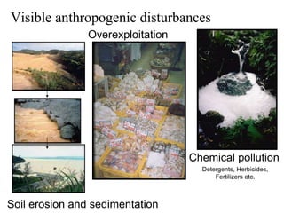 Soil erosion and sedimentation
Chemical pollution
Detergents, Herbicides,
Fertilizers etc.
Overexploitation
Visible anthropogenic disturbances
 