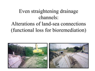 Even straightening drainage
channels:
Alterations of land-sea connections
(functional loss for bioremediation)
 