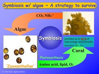 Symbiosis
Amino acid, lipid, O2
Photosynthesis
Coral
CO2, NH4 +
Algae
Symbiosis w/ algae ~ A strategy to survive
1-4. The Coral –algal symbiosis
‘Zooxanthellae’
‘Coral’
provides up to 90 % of
host energy requirements
(Muscatine 1967, etc.)
 