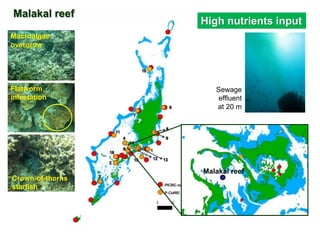 Malakal reef
Sewage
effluent
at 20 m
High nutrients input
Flatworm
infestation
Crown-of-thorns
starfish
Macroalgae
overgrow
Malakal reef
 