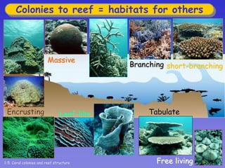 Colonies to reef = habitats for others
Leaf-likeEncrusting
short-branching
Free living
Tabulate
Branching
Massive
1-5. Coral colonies and reef structure
 