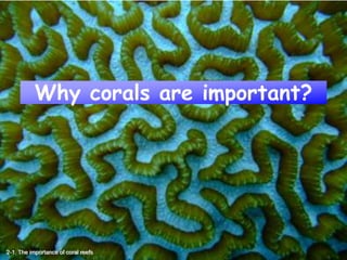 Why corals are important?
2-1. The importance of coral reefs
 