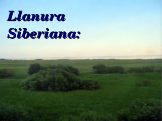 Llanura Siberiana: 