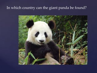 In which country can the giant panda be found?
 