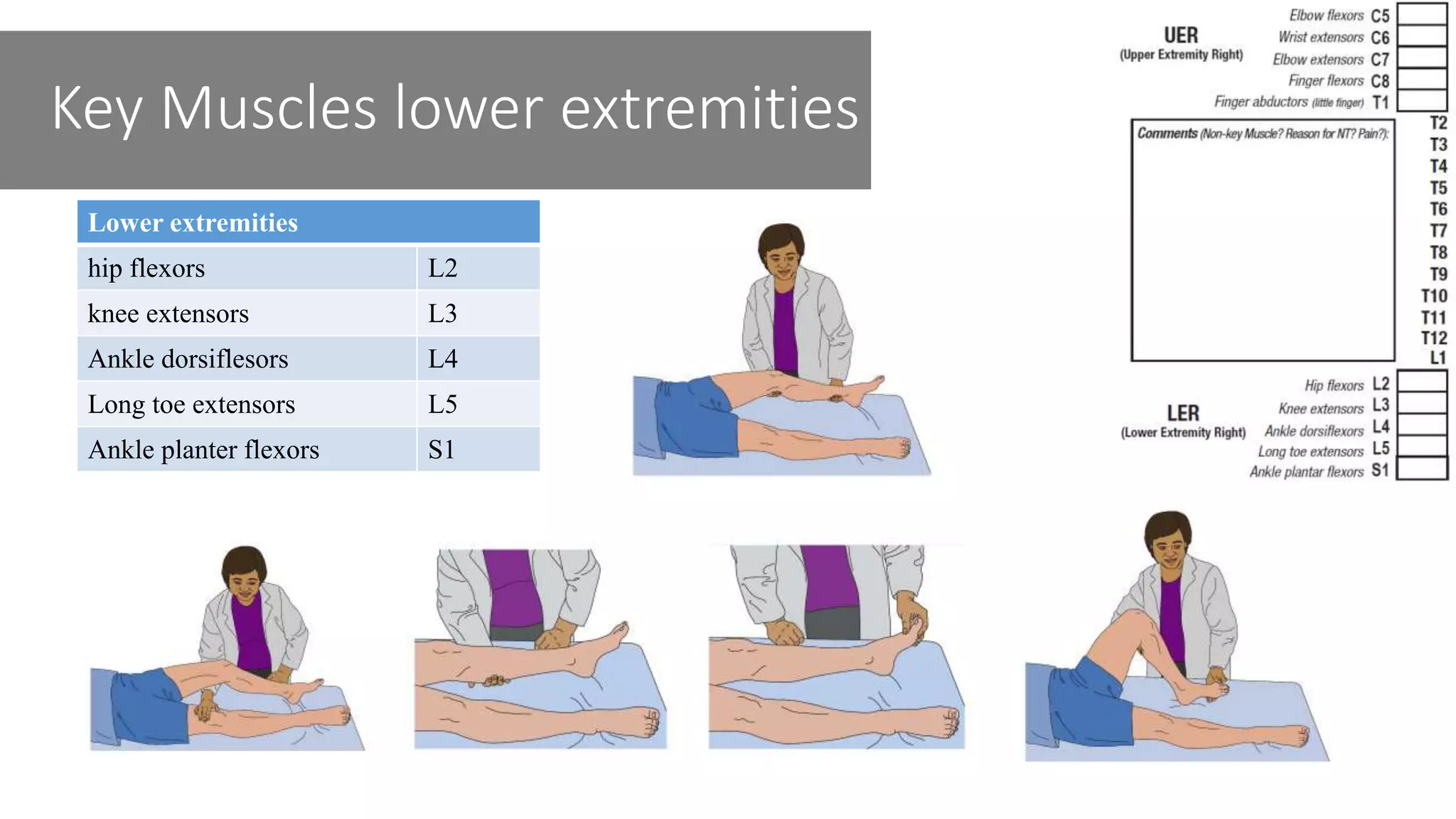 Key Muscles lower extremities
Lower extremities
hip flexors L2
knee extensors L3
Ankle dorsiflesors L4
Long toe extensors L5
Ankle planter flexors S1
 