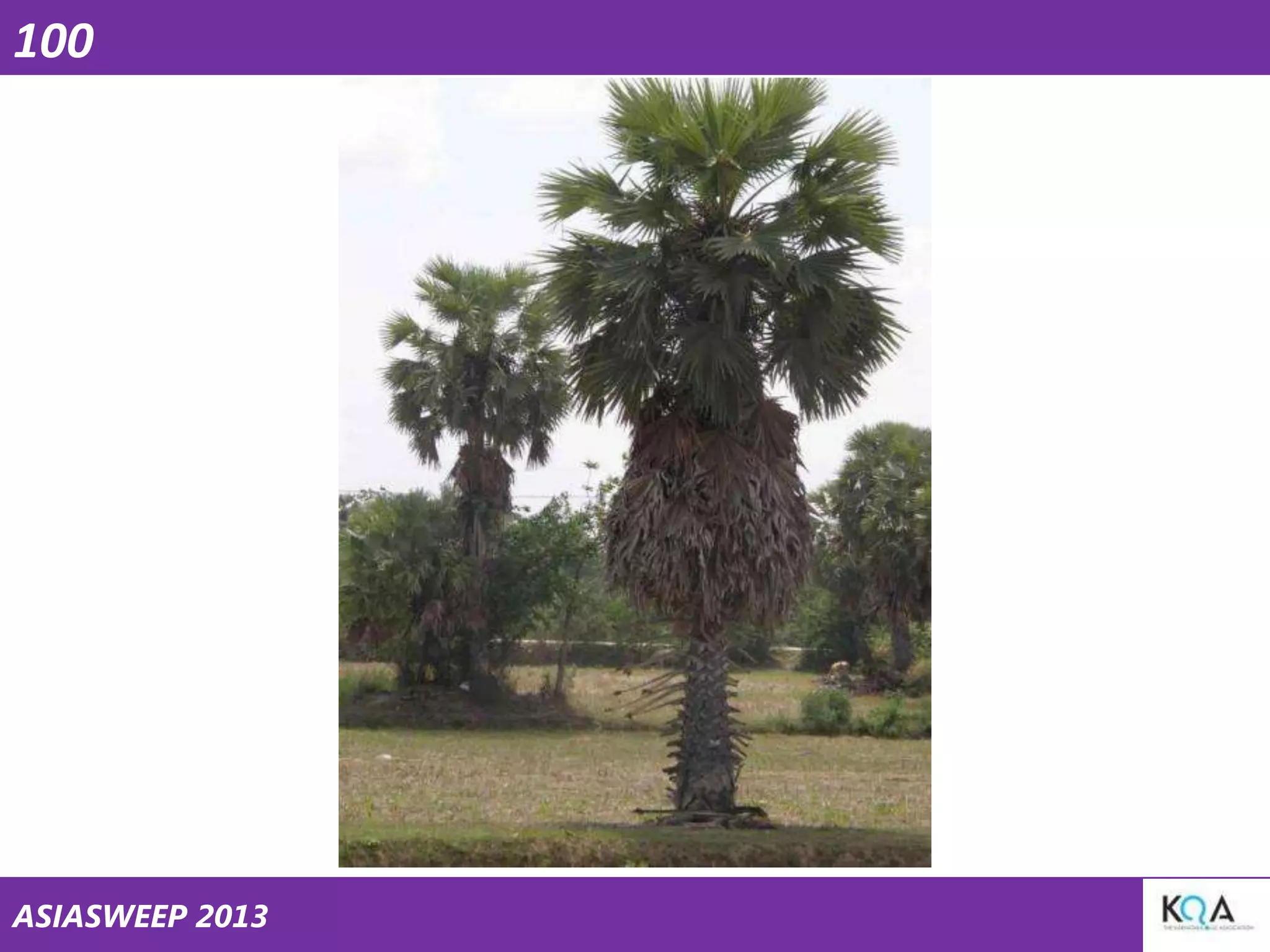 100

ASIASWEEP 2013

 