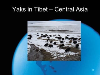 Yaks in Tibet – Central Asia 