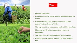 • Popular beverage.
• Growing in China, India, Japan, Indonesia and Sri
Lanka.
• It needs fertile land and well drained soil,so
grown on the slopes of hills.
• The top most two leaves and buds will be plucked.
• Plucking is delicate process,so women are
employed.
• The men handle drying,grading and packing.
• Darjeeling in WB most famous for high quality
tea.
Tea
 
