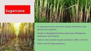 Sugarcane
• It requires fertile soil with regular fertilizers and
plenty of irrigation.
• Grown in Bangladesh,China,India,the Philippines,
Indonesia and Taiwan.
• India is the second largest producer.( Who is first?)
• China fourth large producer.
 