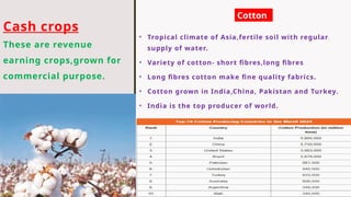 Cash crops
These are revenue
earning crops,grown for
commercial purpose.
• Tropical climate of Asia,fertile soil with regular
supply of water.
• Variety of cotton- short fibres,long fibres
• Long fibres cotton make fine quality fabrics.
• Cotton grown in India,China, Pakistan and Turkey.
• India is the top producer of world.
Cotton
 
