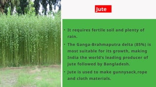 • It requires fertile soil and plenty of
rain.
• The Ganga-Brahmaputra delta (85%) is
most suitable for its growth, making
India the world’s leading producer of
jute followed by Bangladesh.
• Jute is used to make gunnysack,rope
and cloth materials.
Jute
 