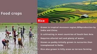 Food crops
• Grown in tropical monsoon region,90%production by
India and China.
• It cultivating in most countries of South East Asia.
• Requires alluvial soil and plenty of water.
• Known as paddy,initially grown in nursuries then
transplanted in fields.
• Rice also grown in hilly areas as terrace farming.
Rice
 