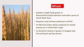• Another staple food grown in
Russia,China,India,Pakistan and other parts of
South West Asia.
• Requires cool climate,moderate rainfall.
• In Pakistan,India wheat produces in winter
season,so it called Rabi crops.
• In Northern Russia it grown in steppes and
harvesting in spring season.
Wheat
 