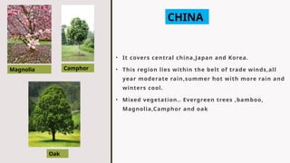 • It covers central china,Japan and Korea.
• This region lies within the belt of trade winds,all
year moderate rain,summer hot with more rain and
winters cool.
• Mixed vegetation.. Evergreen trees ,bamboo,
Magnolia,Camphor and oak
CHINA
Magnolia Camphor
Oak
 