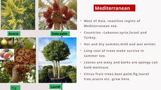 • West of Asia, coastline region of
Mediterranean sea.
• Countries –Lebanon,syria,Israel and
Turkey.
• Hot and dry summer,mild and wet winter.
• Long root of trees make survive in
summer too.
• Leaves are waxy and barks are spongy can
hold moisture.
• Citrus fruit trees,date palm,fig,laurel
tree,acacia etc. grow here.
Date palm
Acacia
Fig Laurel
Mediterranean
 