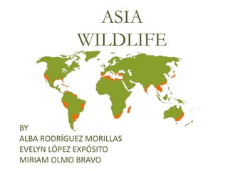 ASIA
WILDLIFE
BY
ALBA RODRÍGUEZ MORILLAS
EVELYN LÓPEZ EXPÓSITO
MIRIAM OLMO BRAVO
 