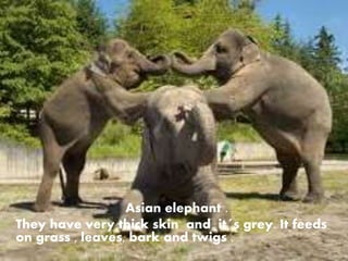 Asian elephant .
They have very thick skin and it´s grey. It feeds
on grass , leaves, bark and twigs . .
 