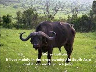 Water buffalo.
It lives mainly in the area swampy in South Asia
and it can work in rice field.
 