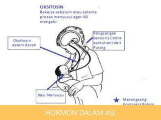HORMON DALAM ASI
 