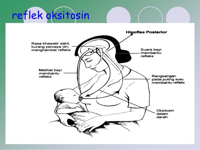 Asi eksklusif