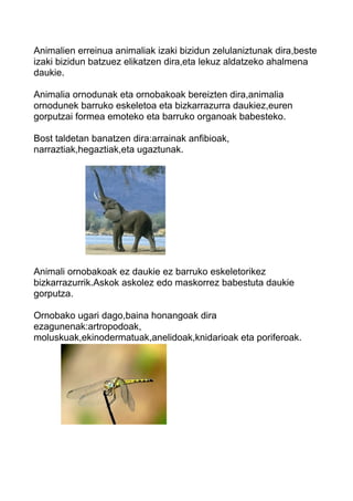 Animalien erreinua animaliak izaki bizidun zelulaniztunak dira,beste 
izaki bizidun batzuez elikatzen dira,eta lekuz aldatzeko ahalmena 
daukie. 
Animalia ornodunak eta ornobakoak bereizten dira,animalia 
ornodunek barruko eskeletoa eta bizkarrazurra daukiez,euren 
gorputzai formea emoteko eta barruko organoak babesteko. 
Bost taldetan banatzen dira:arrainak anfibioak, 
narraztiak,hegaztiak,eta ugaztunak. 
Animali ornobakoak ez daukie ez barruko eskeletorikez 
bizkarrazurrik.Askok askolez edo maskorrez babestuta daukie 
gorputza. 
Ornobako ugari dago,baina honangoak dira 
ezagunenak:artropodoak, 
moluskuak,ekinodermatuak,anelidoak,knidarioak eta poriferoak. 
 