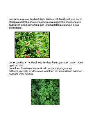 Landaren erreinua landarak izaki bizidun zelulaniztunak dira,euren 
elikagaia sortzeko ahalmena daukie,eta,mogitzeko ahalmena ere 
badaukien arren,ezinezkoa jake lekuz aldatzea,lurzuruari lotuta 
bizidiralako. 
Lorak daukiezan landarak edo landara fanerogamoak hazien bidez 
ugaltzen dira. 
Lorarik ez daukiezan landarek edo landara kriptogamoek 
adibidez,iratzeak ez daukie ez lorarik ez hazirik onddoen erreinua 
onddoak izaki bizidun . 
 