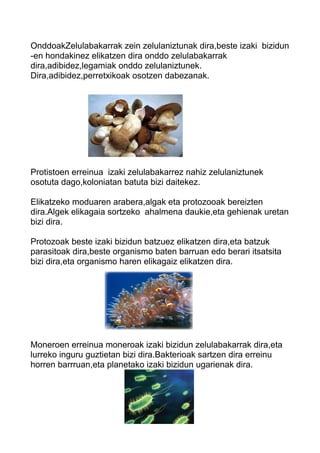 OnddoakZelulabakarrak zein zelulaniztunak dira,beste izaki bizidun 
-en hondakinez elikatzen dira onddo zelulabakarrak 
dira,adibidez,legamiak onddo zelulaniztunek. 
Dira,adibidez,perretxikoak osotzen dabezanak. 
Protistoen erreinua izaki zelulabakarrez nahiz zelulaniztunek 
osotuta dago,koloniatan batuta bizi daitekez. 
Elikatzeko moduaren arabera,algak eta protozooak bereizten 
dira.Algek elikagaia sortzeko ahalmena daukie,eta gehienak uretan 
bizi dira. 
Protozoak beste izaki bizidun batzuez elikatzen dira,eta batzuk 
parasitoak dira,beste organismo baten barruan edo berari itsatsita 
bizi dira,eta organismo haren elikagaiz elikatzen dira. 
Moneroen erreinua moneroak izaki bizidun zelulabakarrak dira,eta 
lurreko inguru guztietan bizi dira.Bakterioak sartzen dira erreinu 
horren barrruan,eta planetako izaki bizidun ugarienak dira. 
