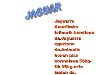 II
JaguarraJaguarra
AmerikakoAmerikako
felinorik handienafelinorik handiena
da.Jaguarrada.Jaguarra
ugaztunaugaztuna
da.Animaliada.Animalia
honen pisuhonen pisu
normalena 56kg-normalena 56kg-
tik 96kg-artetik 96kg-arte
izaten da.izaten da.
 