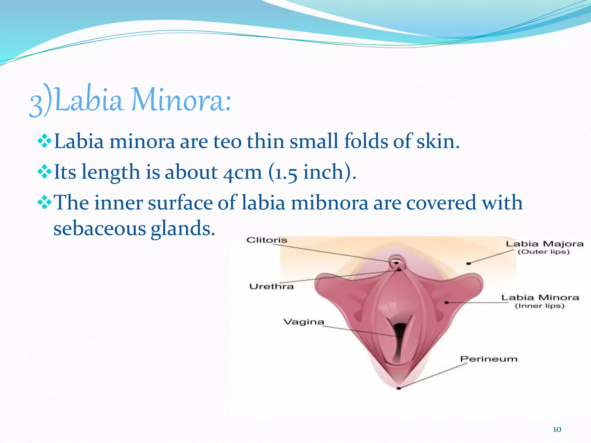 Female Reproductive System | PPTX