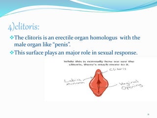 4)clitoris:
The clitoris is an erectile organ homologus with the
male organ like “penis”.
This surface plays an major role in sexual response.
11
 