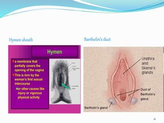 Hymen sheath Bartholin’s duct
16
 