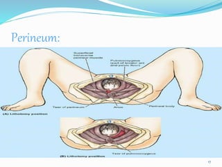 Perineum:
17
 