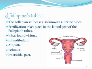 3) follapian’s tubes:
The Follapian’s tubes is also known as uterine tubes.
Fertilization takes place in the lateral part of the
Follapian’s tubes.
It has four divisions.
Infundibulum.
Ampulla.
Isthmus .
Interstitial part.
22
 