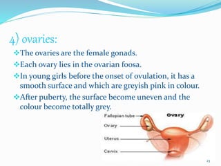 4) ovaries:
The ovaries are the female gonads.
Each ovary lies in the ovarian foosa.
In young girls before the onset of ovulation, it has a
smooth surface and which are greyish pink in colour.
After puberty, the surface become uneven and the
colour become totally grey.
23
 