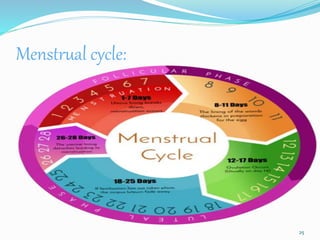 Menstrual cycle:
25
 