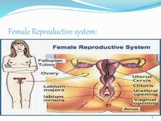 Female Reproductive system:
5
 