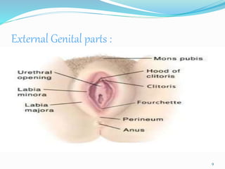 External Genital parts :
9
 