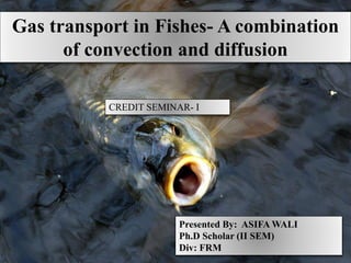 Presented By: ASIFA WALI
Ph.D Scholar (II SEM)
Div: FRM
CREDIT SEMINAR- I
Gas transport in Fishes- A combination
of convection and diffusion
 
