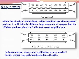 fish RESPIRATION.ppt
