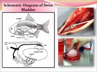 fish RESPIRATION.ppt