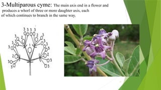 11
3-Multiparous cyme: The main axis end in a flower and
produces a whorl of three or more daughter axis, each
of which continues to branch in the same way.
 