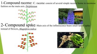 13
1-Compound raceme: C. raceme consist of several simple raceme borne in racemose
fashion on the main axis. Delphinium
2-Compound spike: Main axis of the inflorescence bears small lateral spike
instead of flowers. Magnifera indica
 